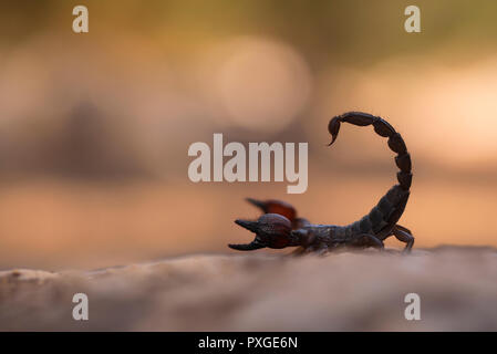 Israeliano scorpione nero (Scorpio maurus fuscus) AKA Oro israeliano Scorpion su una duna di sabbia fotografato in Israele in estate Agosto Foto Stock