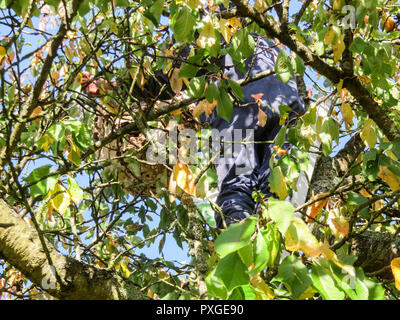 Una grande nido di calabroni asiatici vespe pende overhead sul ramo di un albero con l'uomo nella parte superiore della scala per ucciderli. Insetti pericolosi sembrano mantenere il Foto Stock