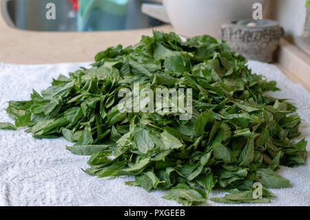 Mulukhiyah Leafs essiccazione al sole. Mulukhiyah sono le foglie di Corchorus olitorius comunemente noto come il mondo arabo 's malva, Nalta iuta, o tossa iuta.MI Foto Stock