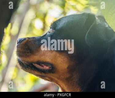 Ritratto di cane Rottweiler adulto attento sguardo serio Foto Stock