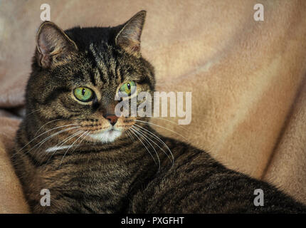 Un adulto mongrel gatto femmina, grandi occhi verdi e un colore striato, sfumature di marrone chiaro con nero, giacente su una luce tappeto beige arancio e naso, piccole orecchie, Foto Stock
