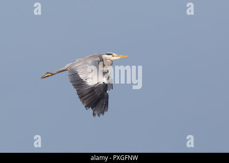 Regno Unito uccello di airone grigio (Ardea cinerea) isolato in volo a mezz'aria ascendente, volando libero alto in cielo chiaro e blu con le ali enormi giù. Aironi selvaggi del Regno Unito. Foto Stock