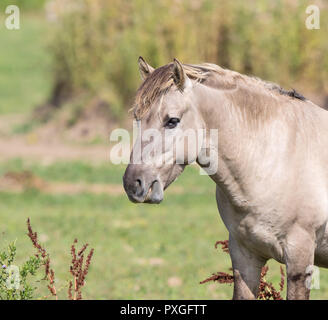 Primo piano dettagliato di cavallo selvatico grigio (testa e spalle) in un ambiente naturale all'aperto. L'animale si trova sul lato destro dell'immagine guardando a sinistra. Foto Stock