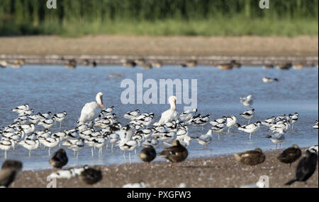 Paesaggio di cattura avocet colonia (recurvirostra avosetta) in piedi in acqua poco profonda con due spatole in mezzo. Gregge di lunghe zampe uccelli trampolieri. Foto Stock