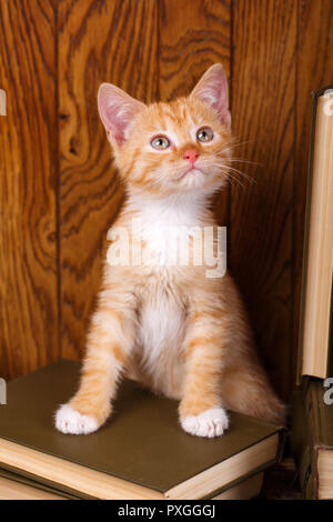 Curioso cat sullo scaffale. Istruzione concepte Foto Stock