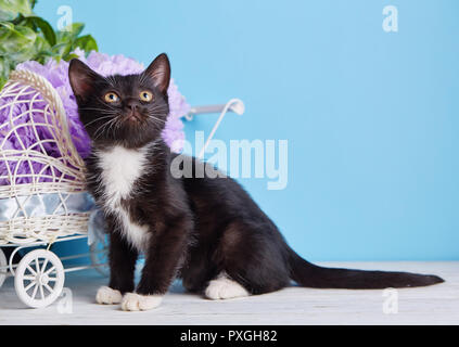 Il nero e il Gatto Bianco si trova lateralmente. Foto Stock