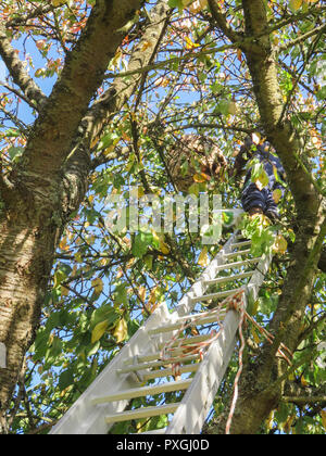 Una grande nido di calabroni asiatici vespe pende overhead sul ramo di un albero con l'uomo nella parte superiore della scala per ucciderli. Insetti pericolosi sembrano mantenere il Foto Stock