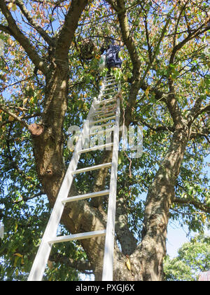 Una grande nido di calabroni asiatici vespe pende overhead sul ramo di un albero con l'uomo nella parte superiore della scala per ucciderli. Insetti pericolosi sembrano mantenere il Foto Stock