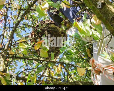 Una grande nido di calabroni asiatici vespe pende overhead sul ramo di un albero con l'uomo nella parte superiore della scala per ucciderli con uno spray insetticida. 1 inse pericolosi Foto Stock