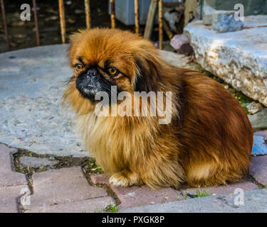 Pekingese dog, seduto su un skdewalk. Foto Stock