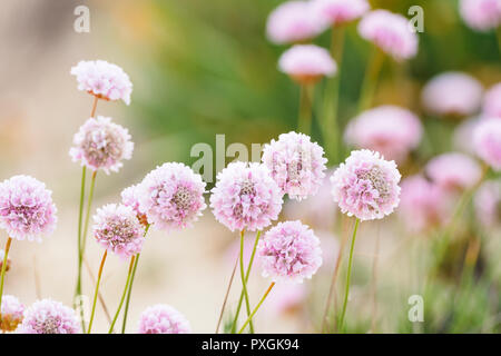 Bella delicati fiori rosa per essere trovato sulle dune di Algarve coa in estate, Portogallo Foto Stock