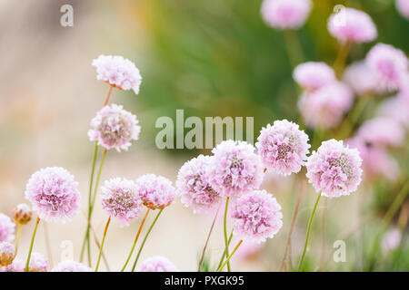 Bella delicati fiori rosa per essere trovato sulle dune di Algarve coa in estate, Portogallo Foto Stock