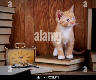 Gatto su libri vicino all'orologio. Un gattino si siede e guarda a destra. Foto Stock