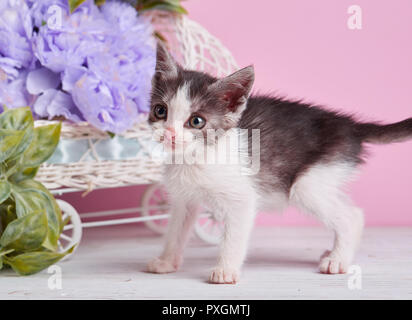 Una bellissima kitty con decorazioni. Il bianco e il grigio gattino su un tavolo bianco. Foto Stock