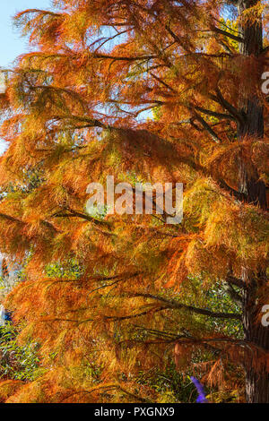 Albero ornamentale, comunemente noto come stagno cipressi, visualizzazione magnificamente in autunno brillante luce ad RHS Hyde Hall Foto Stock