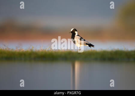 Fabbro pavoncella o fabbro plover (Vanellus armatus) nel profilo sulle rive di una laguna poco profonda nel Kwa Zulu Natal, Sud Africa Foto Stock