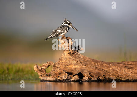 Maschio Pied Kingfisher Ceryle rudis arroccato su di un log in una laguna poco profonda cerca di pesce in Sud Africa Foto Stock