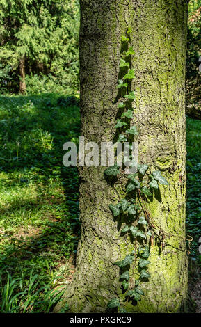 Un verde edera arrampicata su un tronco di albero in una foresta Foto Stock