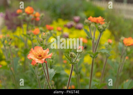 Arancio fiori Geum. Foto Stock