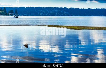Grande Blu Bianco acqua riflessione motoscafo Lago Sammamish stato parco Issaquah Washington Foto Stock