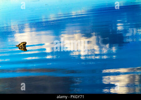 Grande Blu Bianco riflessione astratta Acqua di lago Sammamish stato parco Issaquah Washington Foto Stock