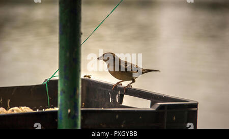 Un passero alimentare presso la banca di fiume Foto Stock