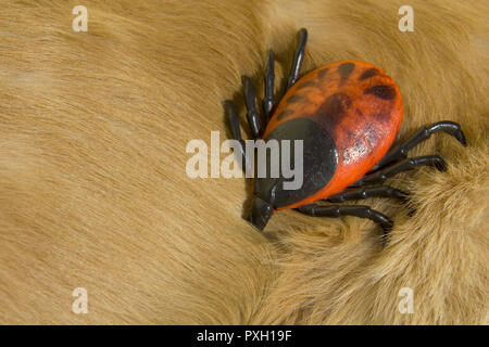 Grandi encefalite artificiale la spunta su pellicce di golden retriever cane Foto Stock