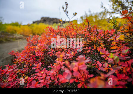 I colori autunnali a Dimmuborgir campi di lava vicino a Myvatn in nord dell'Islanda Foto Stock