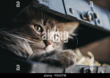 Un giocoso gattino nella casella vintage Foto Stock