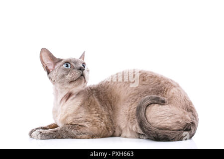 Giacente devon rex gatto su sfondo bianco Foto Stock