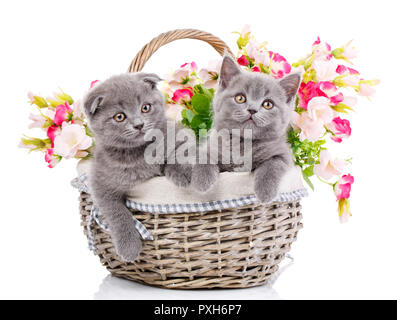 Scottish diritte e Scottish Fold gattini. I gattini di concetto pos Foto Stock