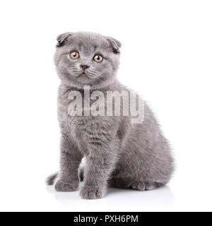 Scottish Fold gattino. Fluffy gattino seduto lateralmente, isolati o Foto Stock