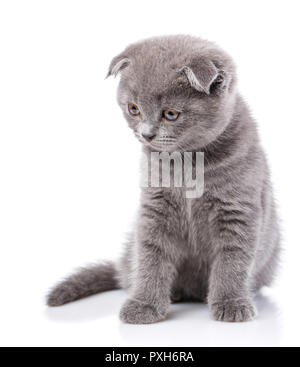 Scottish Fold gattino. Divertente, razza gattino guarda a sinistra, iso Foto Stock