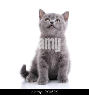 Scottish dritto gattino. Un giocoso, fluffy cat guarda. isolat Foto Stock