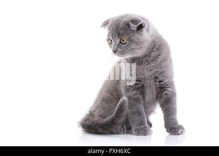 Scottish Fold gattino. Divertente, razza gattino guarda a sinistra, iso Foto Stock