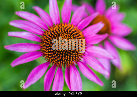 Rudbeckia rosa con cuore arancione su sfondo verde close-up Foto Stock