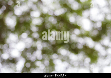 Bokeh di fondo verde sulla natura. Struttura sfocata e bokeh tree. Sfocata sullo sfondo della natura Foto Stock