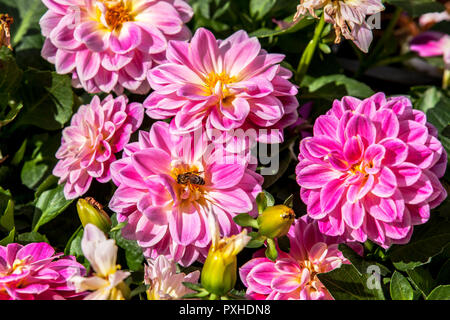 Honeybee raccogliendo miele su crisantemo Foto Stock