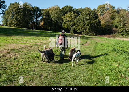 Un dog walker tenuto sei cani su una derivazione per una corsa su Hampstead Heath/ Kenwood. Giornata di sole a inizio autunno. Foto Stock