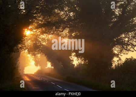 Sunrise luce attraverso un tunnel di alberi in early morning mist vicino a Stow on the wold. Stow on the wold, Cotswolds, Gloucestershire, Inghilterra Foto Stock