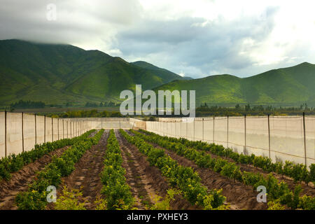Orange frutteti a Valle Elqui, regione di Coquimbo, in Cile Foto Stock