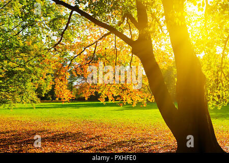 Giallo Sunlighted autumn tree in un parco Foto Stock