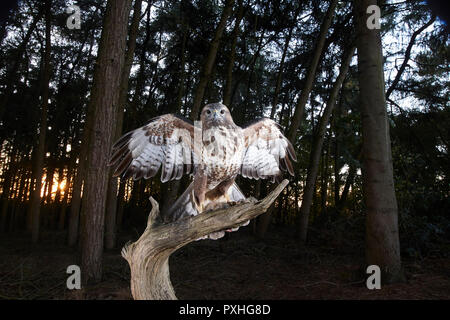 Comune poiana, Buteo buteo, atterraggio sul ramo di un albero, catturate con una fotocamera reflex digitale trappola, East Yorkshire, Regno Unito Foto Stock