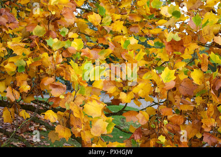 Liriodendron Tulipifera 'Fastigiatum' leaves in Autumn. Tulip Tree. Foto Stock