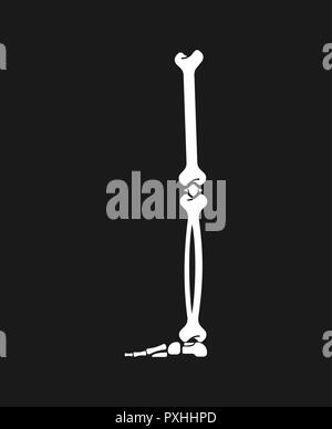 Gamba osso. Anatomia dello scheletro umano. Sistema Scheletrico sezione trasversale. illustrazione vettoriale Illustrazione Vettoriale