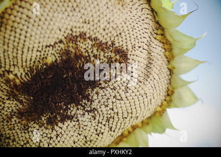 Mature testa di semi di girasole in ottobre il tardo autunno Foto Stock