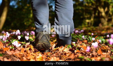 Un uomo cammina attraverso un letto di ciclamino fiori in un legno di sole Foto Stock