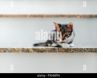 Carino Baby Cat ritratto su scale di casa Foto Stock