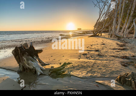 Albero morto a Bembridge Beach, Isola di Wight Foto Stock