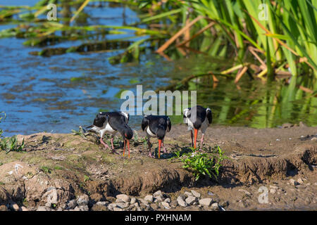 Wetland UK ostrstercatcher uccelli alati (Haematopus ostralegus) in piedi fianco a fianco teste giù beaks sondare per lombrichi in sole britannico estivo. Foto Stock